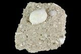 Eocene Fossil Gastropod (Globularia) - Damery, France #73802-1